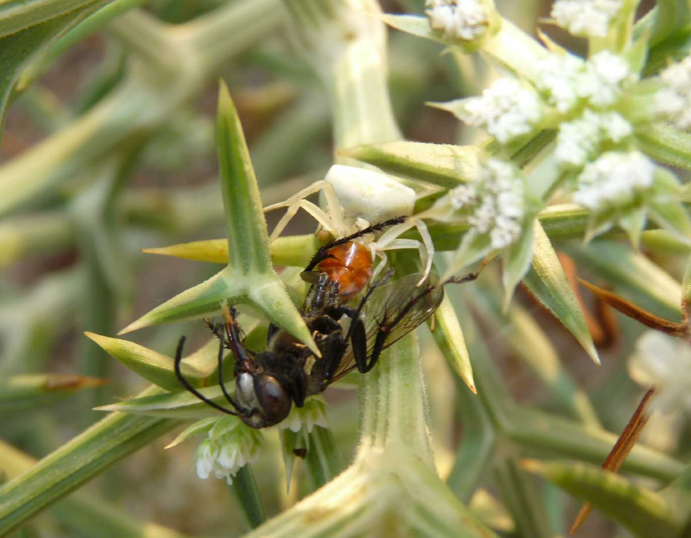 Imenotteri (Sphex, Bembix e Philanthus)catturati da Thomisus